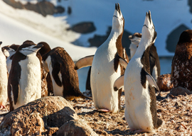 Singing Penguins, Half Moon Island