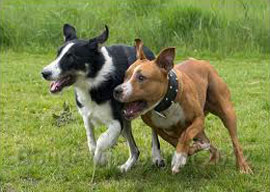 A Border Collie and a pit bull