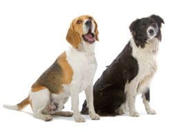 A Beagle and a Border Collie