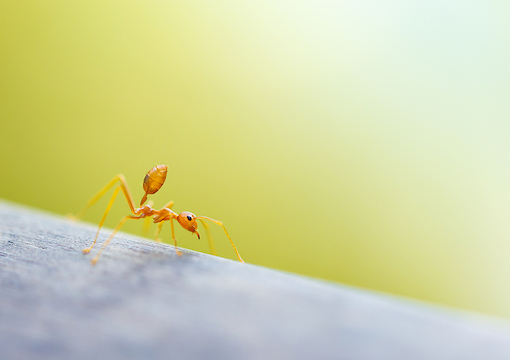 Edward O. Wilson’s Inordinate Fondness for Ants