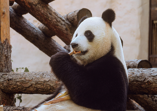 Save the Pandas—Kill the White People!