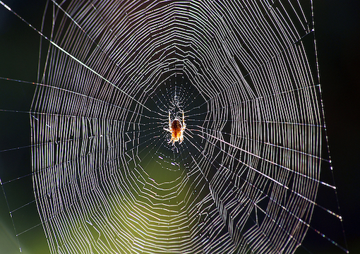 A Tangled Web